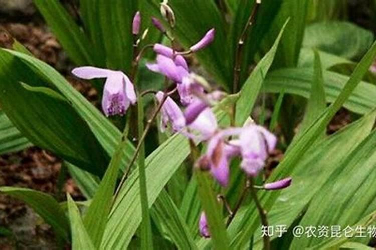 白芨施什么肥最好