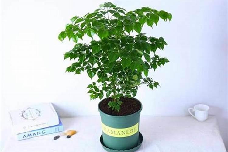 买花时送的生根粉、花肥是真的假的？能不能用？