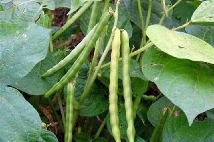 爬豆什么时候种好