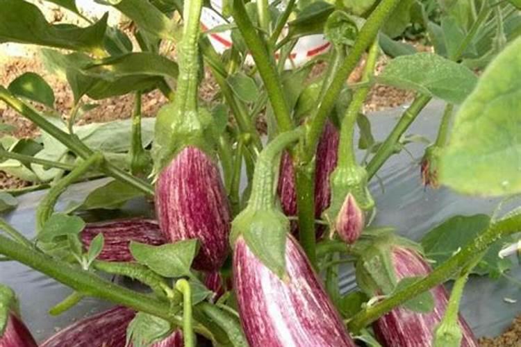 种茄子辣椒放硅肥好不好？