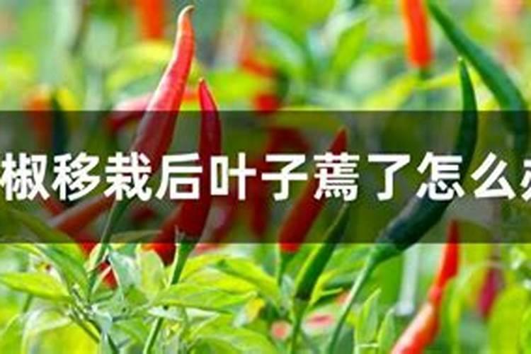 辣椒秧放完水为什么打蔫？