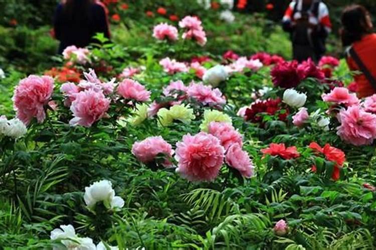 牡丹花怎么施肥