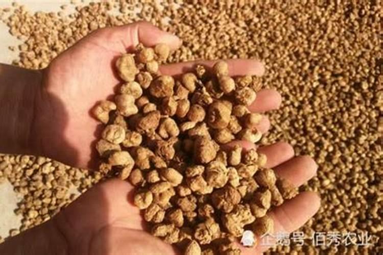 家庭盆栽小金橘怎么养