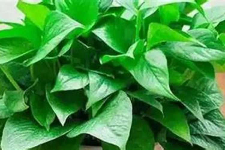 我家绿萝没有买的时候茂盛了,黄叶较多,该施什么肥料？