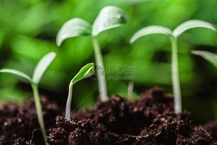 花芽分化用什么叶面肥