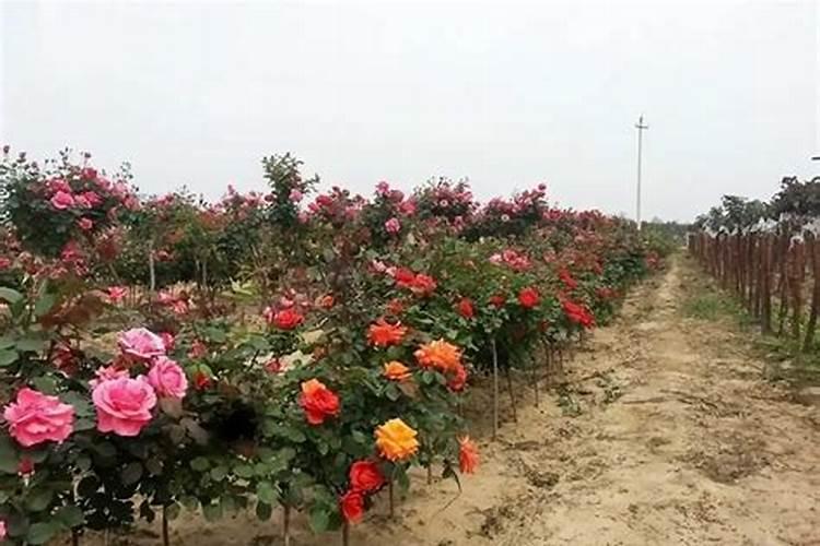 能否给新移栽的月季施肥吗