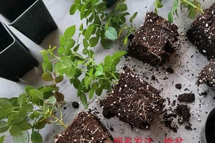 移栽的月季什么时候可以施肥