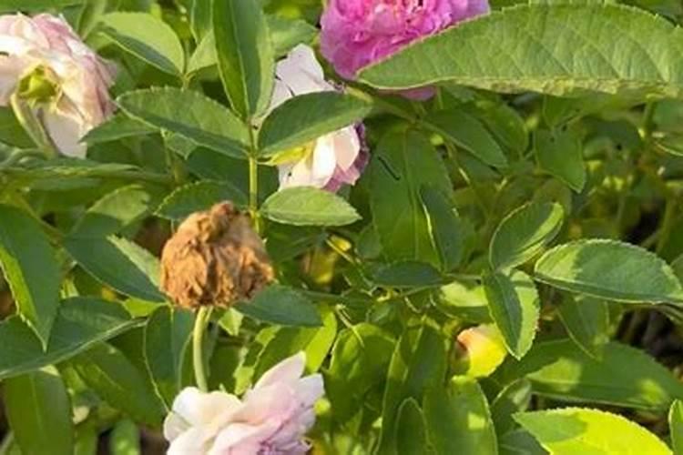 我的月季花的整个生长期该怎样施肥麻烦哪个大神告诉我一下？
