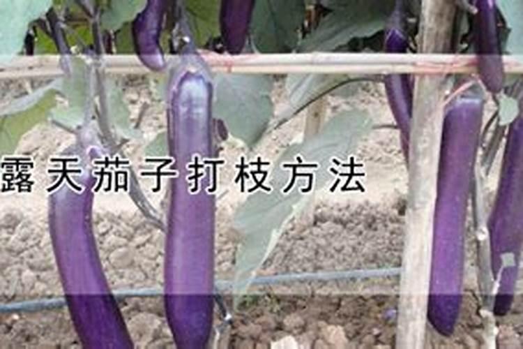 茄子开裂的原因及防治方法大全