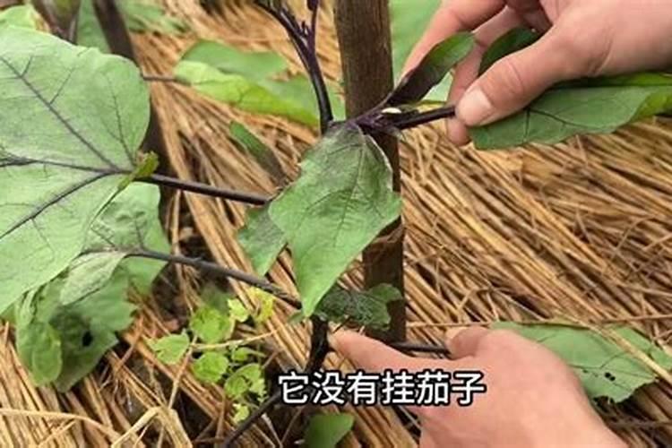 芸苔素内酯在茄子上使用有什么效果