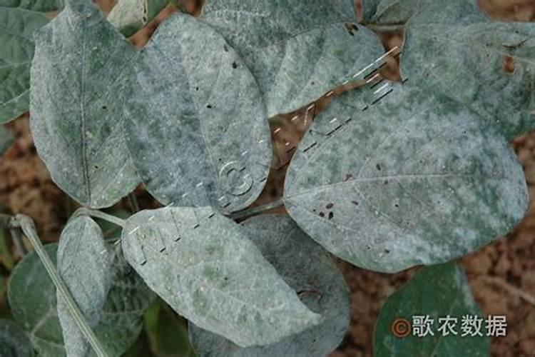 种植大豆如何施肥？中微肥专家苗生财