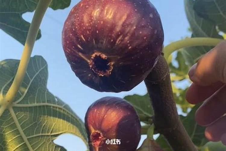 湖南益阳可以大面积种植无花果吗？