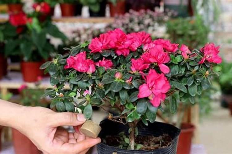 杜鹃花可以用什么肥 杜鹃花怎么施肥