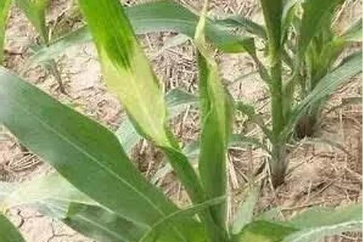 玉米苗三叶期受(24D.)除草剂药害如何救治？