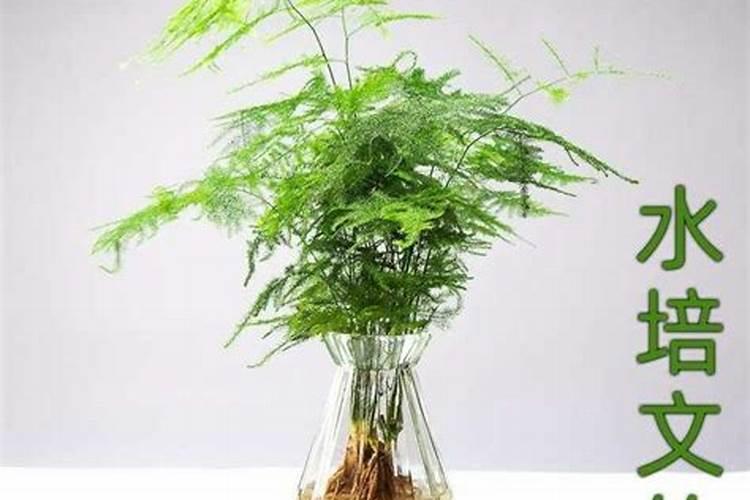 水培文竹的养殖方法 文竹如何水培养殖呢