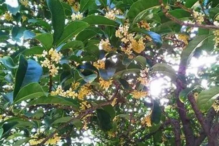桂花树新芽尖枯萎原因