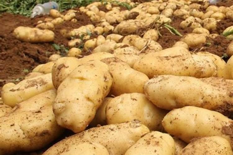 土豆开花后施什么肥料能提高产量