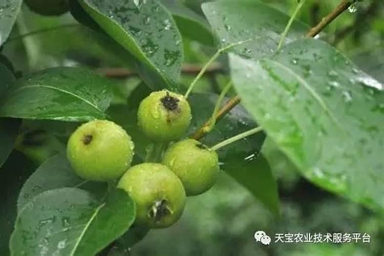 梨树膨果期用什么肥料