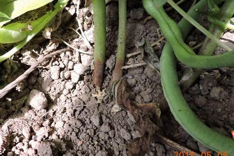豆角花皮怎么回事？