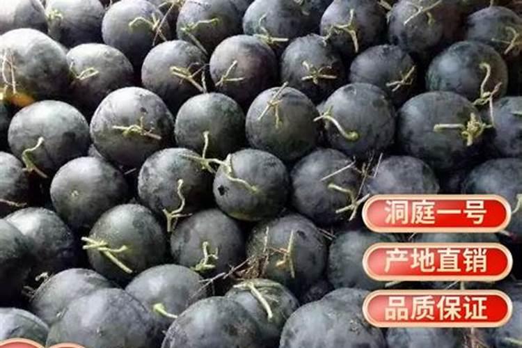 红薯叶怎么种植 红薯叶的种植方法