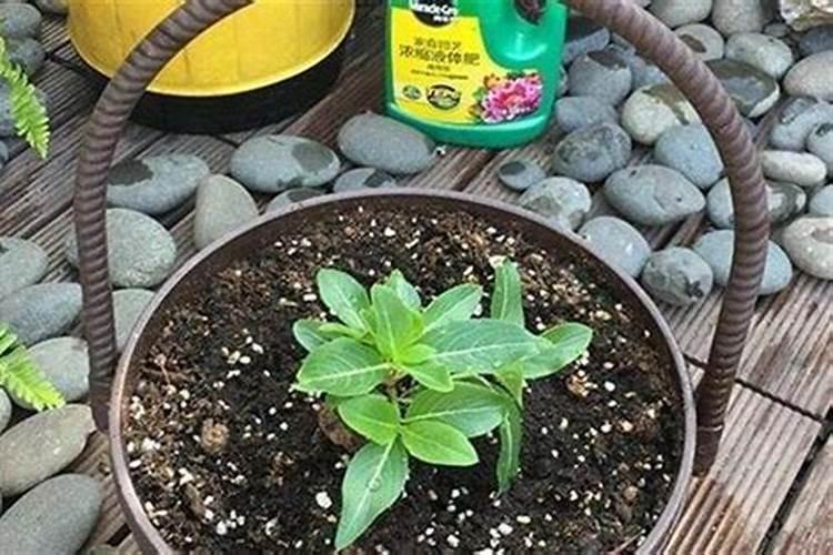 青苔可以做花土吗？