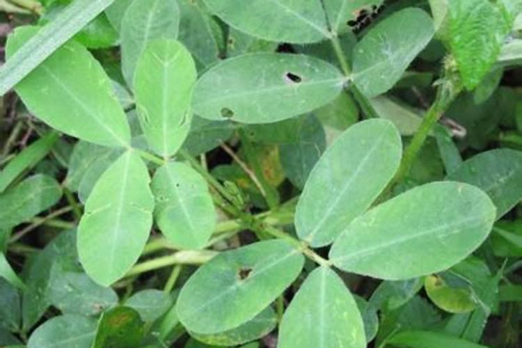 花生对于肥料的需求有哪些 哪种叶面肥可促花生高产
