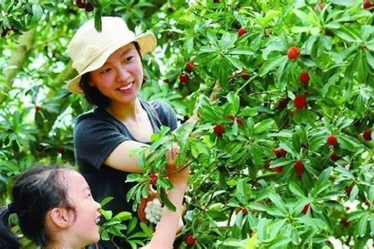 杨梅用什么叶面肥？
