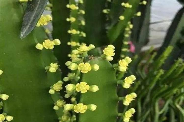 龙骨培植方法是什么？哪位有经验？
