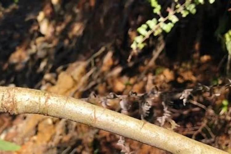 矿物油不能和哪些农药混用