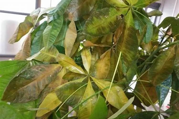植物叶子发黄缺什么肥料