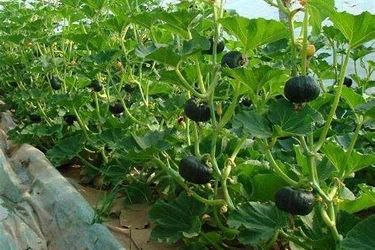 南瓜施什么肥料最好
