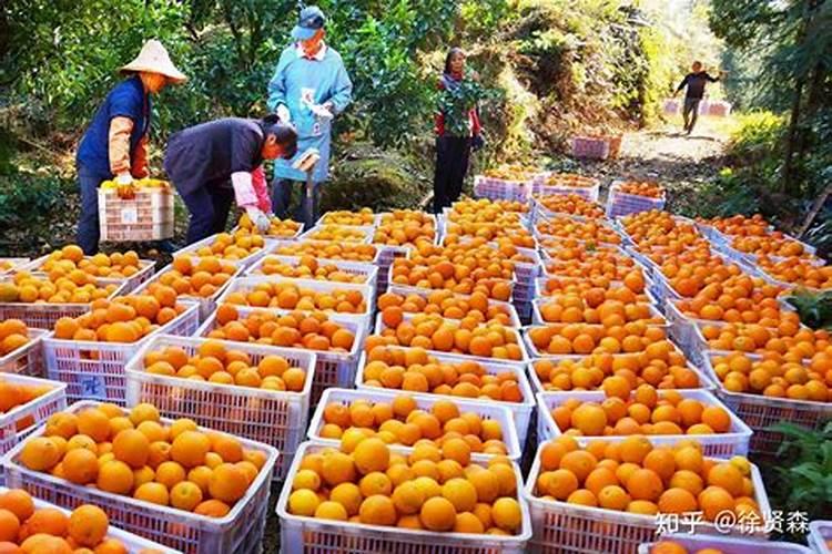 脐橙刚栽二十天后,怎么施肥？