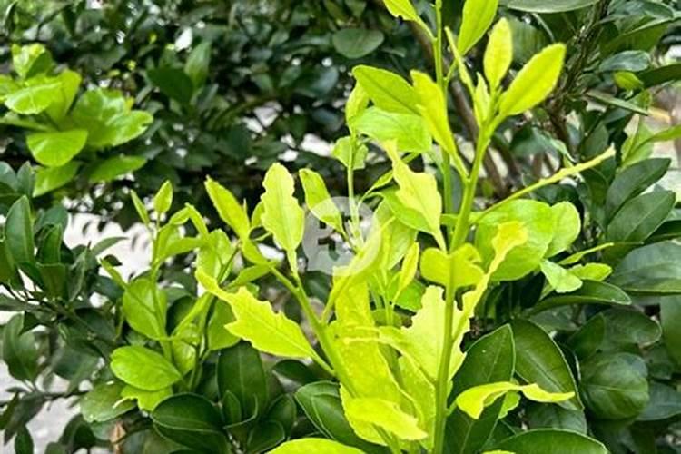 冬天沙糖桔是什么时候喷花芽分化？