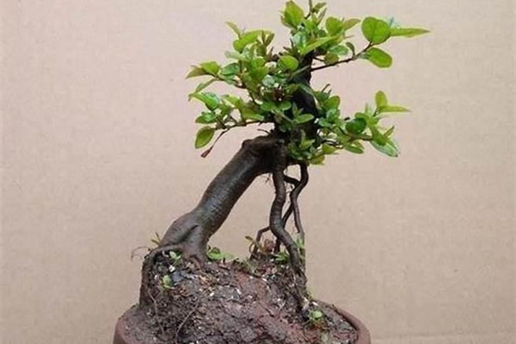 雀梅下山桩怎样快生根