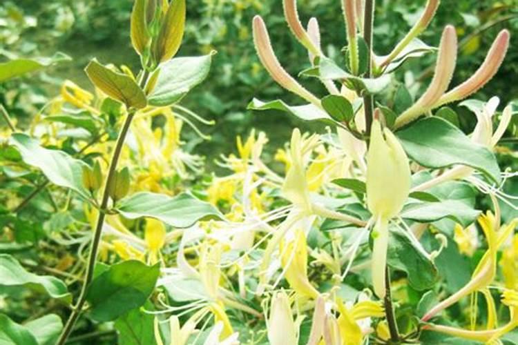 金银花树什么时候浇肥使树干长粗