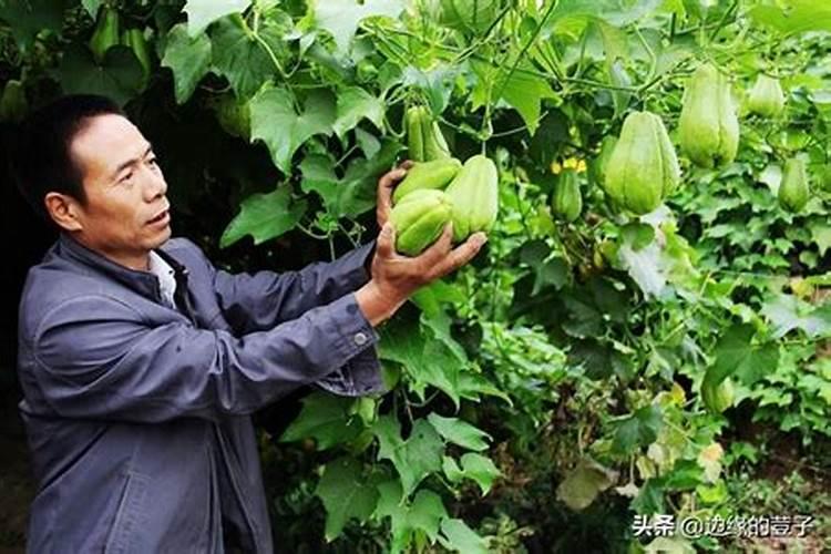养佛手瓜苗的方法是什么