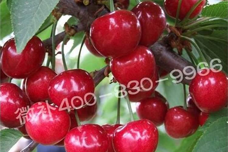 樱桃花后能冲施黄腐酸钾冲施肥吗？