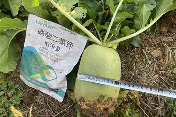 拱棚胡萝卜种植技术