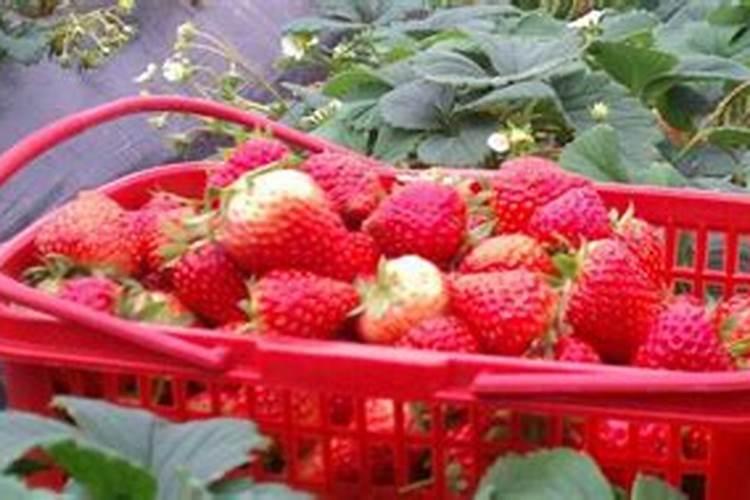 草莓覆盖栽培怎样施肥灌水？