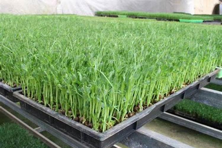 豌豆种植如何实现高产 豌豆养殖方法总结