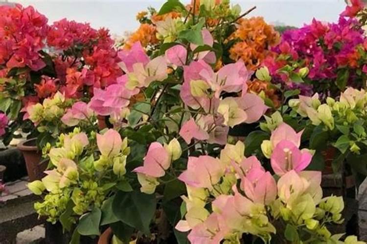 三角梅经过控水出发后长出一些花苞,应该怎样正确养护呢？
