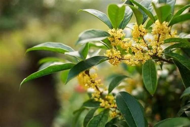 桂花冬天用不用施肥？