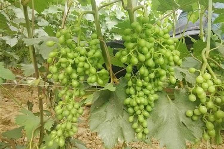葡萄成熟期上什么肥料
