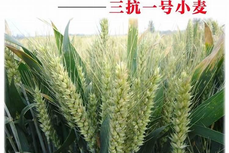小麦干旱打叶面肥可以吗