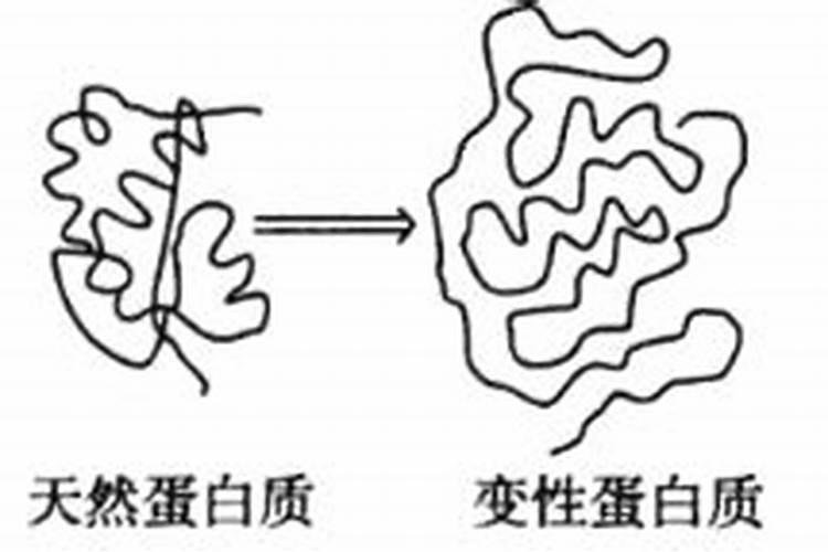 鱼肉蛋白变性有苦味怎么回事