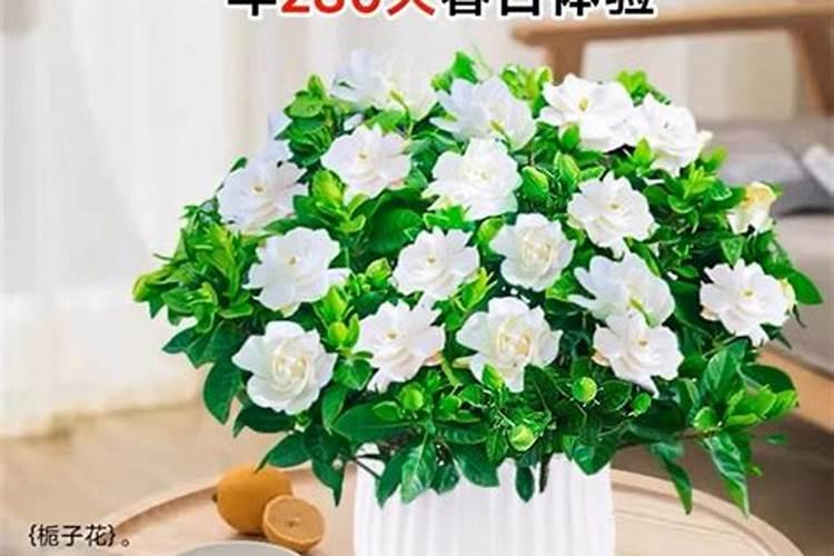 奥绿肥A2可以用于什么花卉(奥绿a2缓释肥适合什么花)