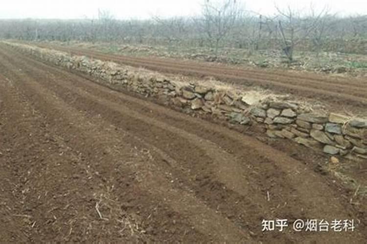 花生不同生长阶段的叶面肥使用技巧 花生应该怎么施肥