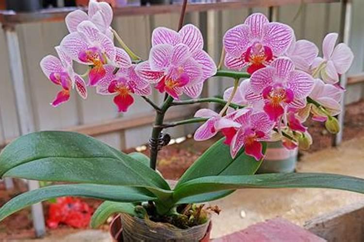 如何养护蝴蝶兰开花品质高
