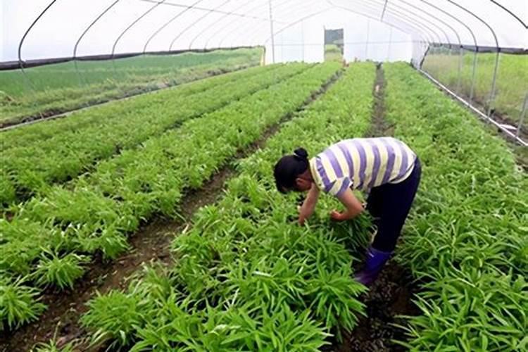 空心菜施什么肥长得快又嫩