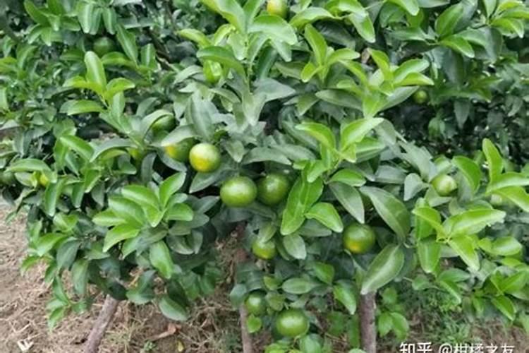 柑橘几月份施钾肥好 最佳使用时间